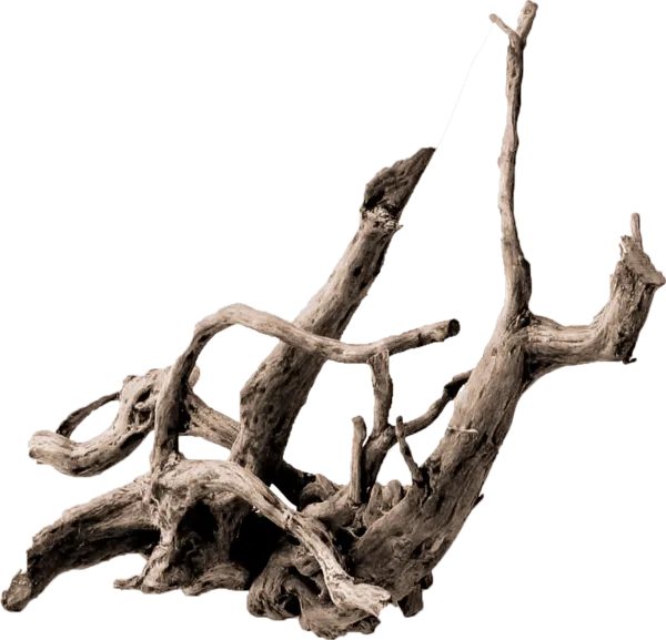 Root Tree Driftwood .de Trunk, tree, aquarium, branch, root png